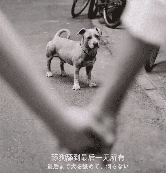 关于最近圈子很火的“舔狗日记”解说-榆桦源码网